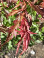 Japonský javor 'Beni Hagoromo'