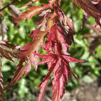 Japonský javor 'Beni Hagoromo'