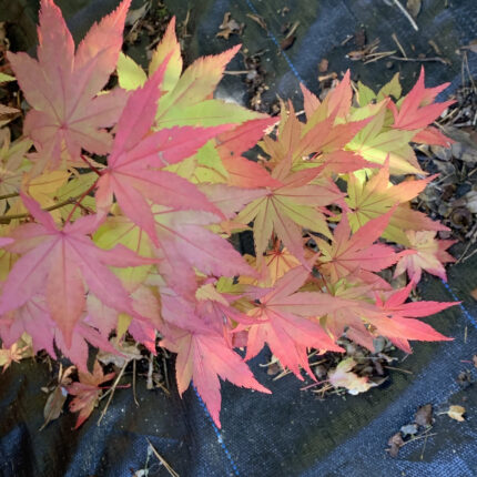 Acer shirasawanum 'Summergold'