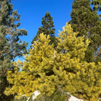 Pinus sylvestris 'Aurea'
