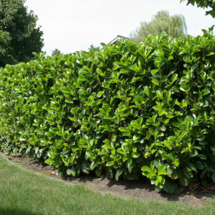 Slivka vavrínová 'Etna'