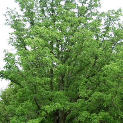 Phellodendron amurense