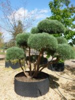 Pinus sylvestris 'Watereri'