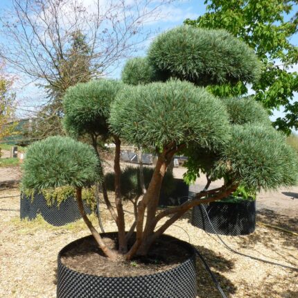 Pinus sylvestris 'Watereri'