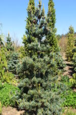 Pinus parviflora 'Tempelhof'