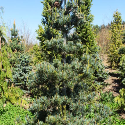 Pinus parviflora 'Tempelhof'