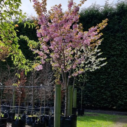 Prunus serrulata 'Kanzan'