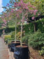 Prunus serrulata 'Kiku-shidare-sakura'