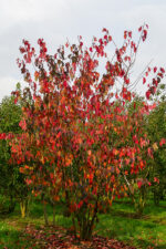 Prunus sargentii 'Charles Sargent'