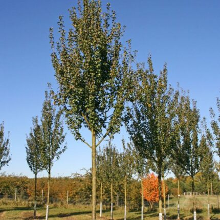 Pyrus communis 'Beech Hill'