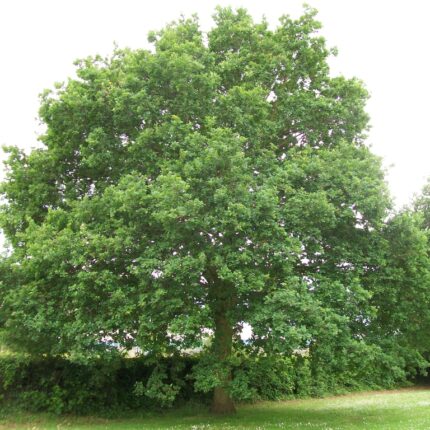 Quercus robur