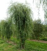 Salix alba 'Tristis'