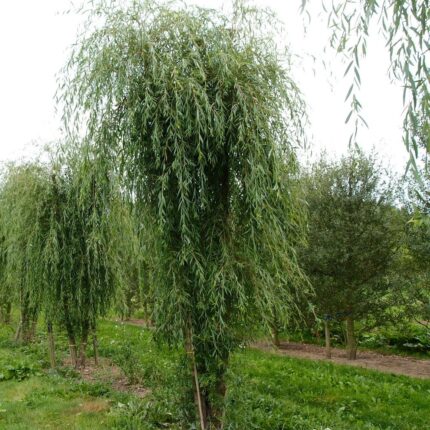 Salix alba 'Tristis'