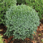 Buxus sempervirens 'Blauer Heinz'