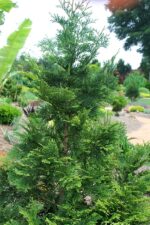 Thujopsis dolaborata