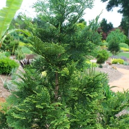 Thujopsis dolaborata