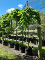 Ulmus glabra 'Pendula'