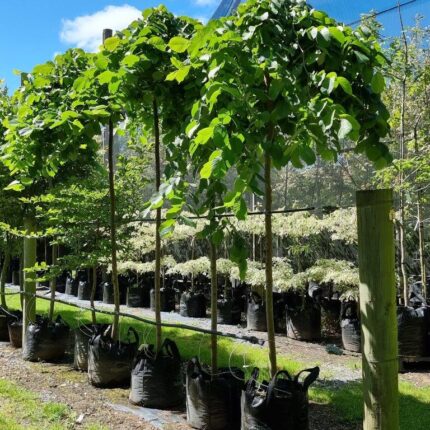 Ulmus glabra 'Pendula'