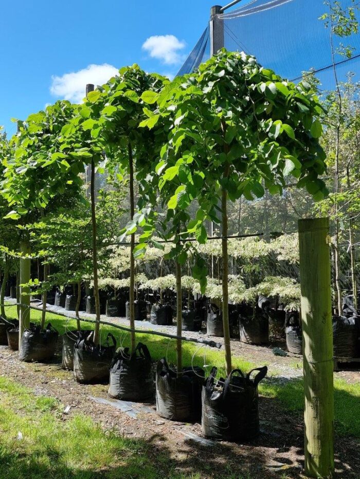 Ulmus-pendula-80lt-Dec-2022