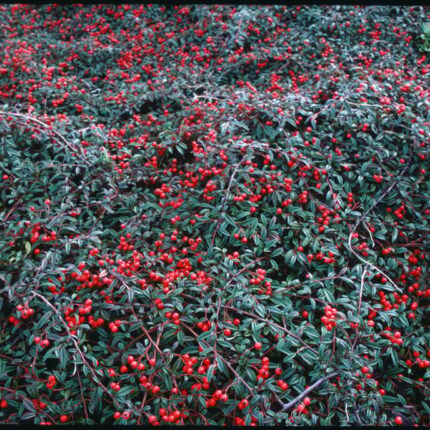 Cotoneaster vŕbový 'Gnom'