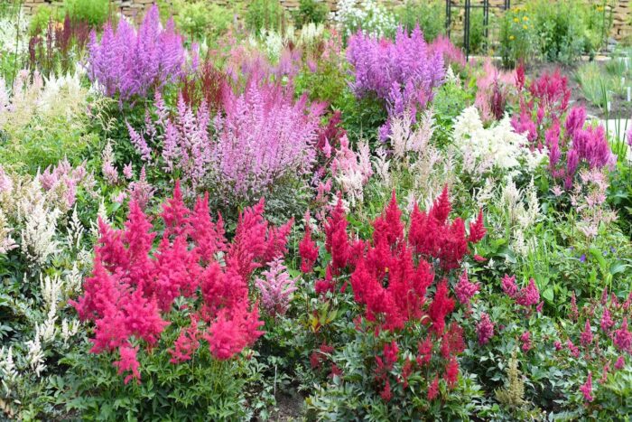 astilbe-varieties