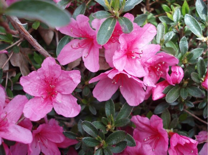 azalea-japonica-mnc-van-heike-r-_ie6908