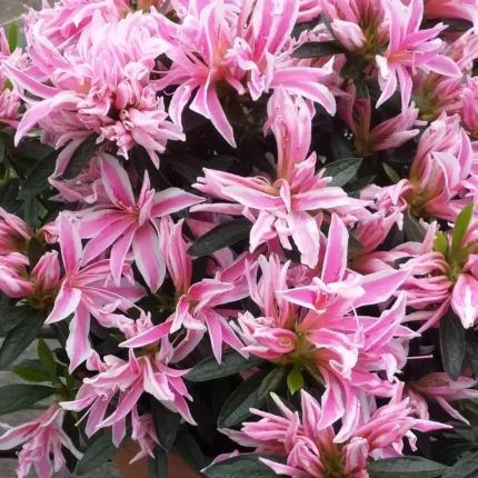 Azalea japonica 'Shubert'