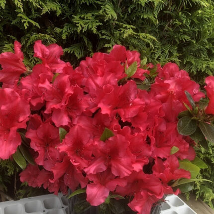 Azalea japonica 'Vuyks Rosy Red'