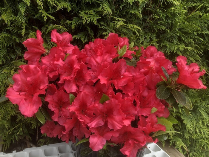 azalea_vuks_rosy_red_2