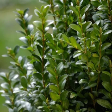 Buxus sempervirens 'Fastigiata'