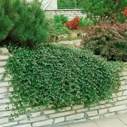 Cotoneaster plazivý 'Kráľovná kobercov'