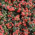 Cotoneaster dammeri 'Coral Beauty'