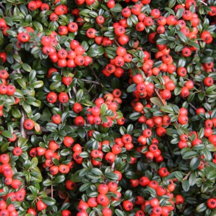 Cotoneaster dammeri 'Coral Beauty'