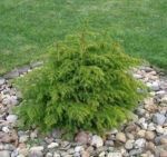 Cryptomeria japonica 'Monstrosa Nana'