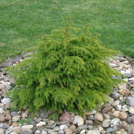 Cryptomeria japonica 'Monstrosa Nana'