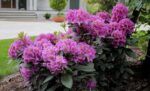 Rhododendron Rutgers