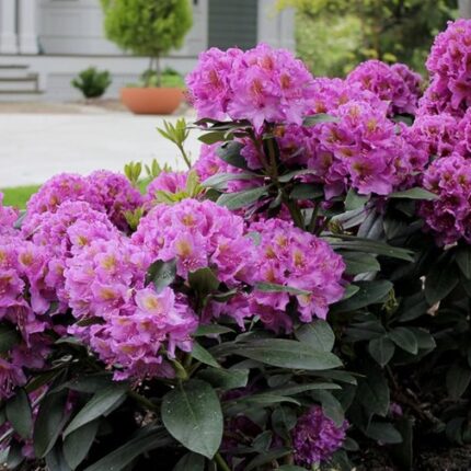 Rhododendron Rutgers