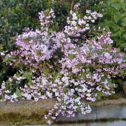 Deutzia × rosea 'Carminea'