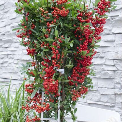 Pyracantha coccinea 'Red Column'