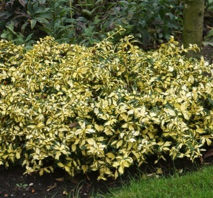Euonymus šťavelový 'Mickaela'