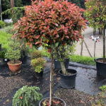 Photinia × fraseri 'Little Red Robin'