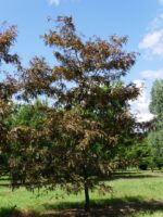 Gledíčia trojtŕňová 'Ruby Lace'