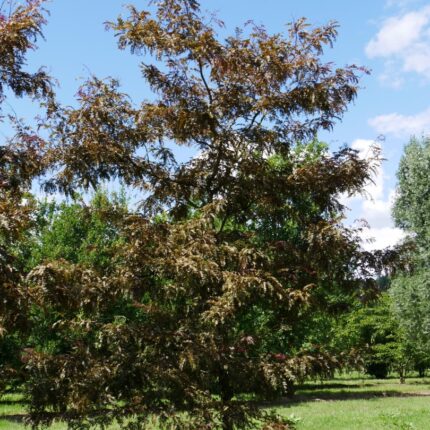 Gledíčia trojtŕňová 'Ruby Lace'