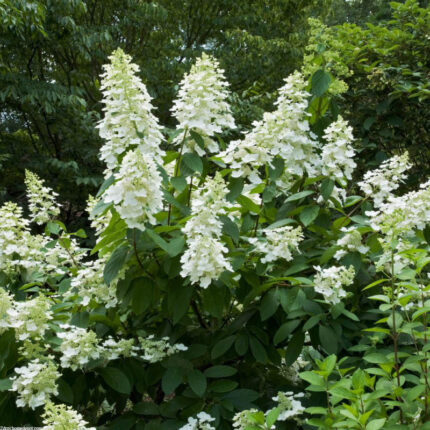 Hydrangea paniculata 'Tardiva'