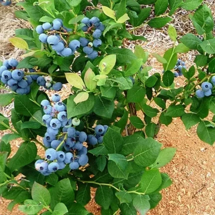Vaccinium carymbosum 'Bluecorp'