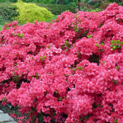 Azalea japonica 'Mederkensdag'