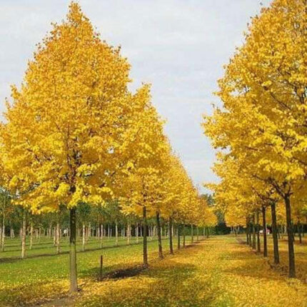 Tilia cordata 'Winter Orange'
