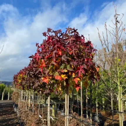 Korkovník sladký 'Gumball'