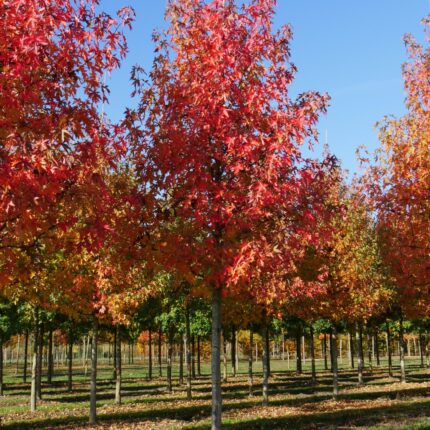 Korkovník sladký 'Worlplesdon'