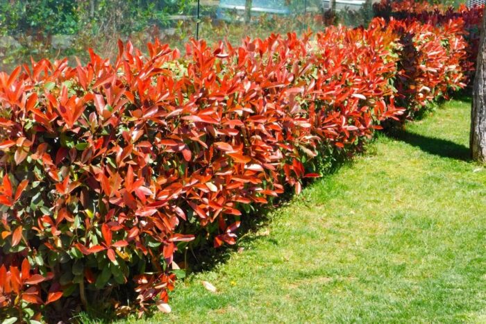 photinia-red-robin-hedge-plants-photinia-x-fraseri-red-robin-p70-431_image
